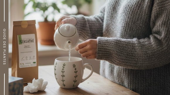 Préparation d'une tisane de thym contre le rhume - Herboristerie Sensathé